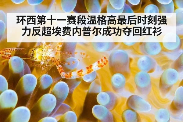 环西第十一赛段温格高最后时刻强力反超埃费内普尔成功夺回红衫